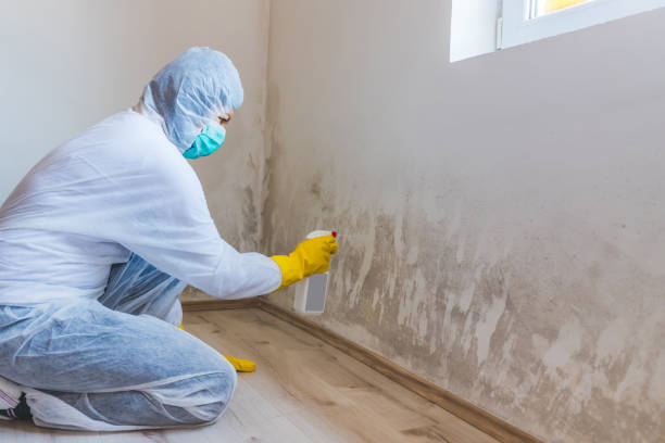 Licensed Attic Mold Removal service in Prince Frederick, MD - WQB Mold Removal